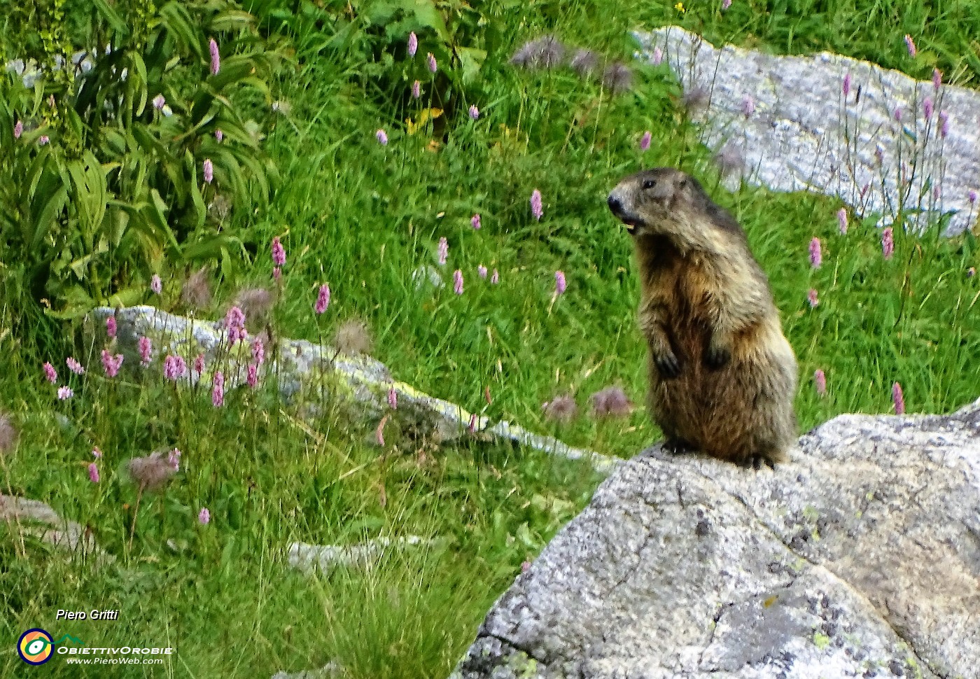 88 Marmotta in sentinella.JPG